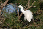 Volavka stříbřitá (Egretta garzetta)