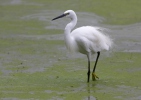 Volavka stříbřitá (Egretta garzetta)