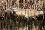 Volavka vlasatá (Ardeola ralloides)