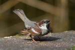 Vrabec domácí (Passer domesticus)