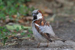 Vrabec domácí (Passer domesticus)