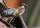 Vrabec domácí (Passer domesticus)