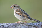 Vrabec domácí (Passer domesticus)