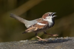 Vrabec domový (Passer domesticus)