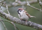 Vrabec polní (Passer montanus)