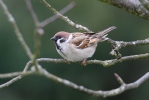 Vrabec polní (Passer montanus)