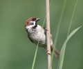 Vrabec polní (Passer montanus)