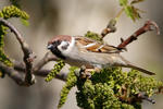 Vrabec polní (Passer montanus)