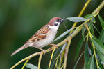 Vrabec polní (Passer montanus)