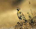 Vrabec skalní (Petronia petronia)