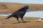 Vrána obecná - černá