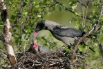 Vrána obecná - šedá (Corvus corone cornix)