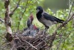 Vrána obecná - šedá (Corvus corone cornix)