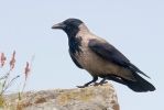 Vrána obecná - šedá (Corvus corone cornix)