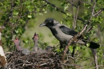 Vrána obyčajná (Corvus corone cornix)