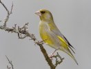 Zelienka obyčajná (Carduelis chloris)