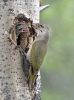 Žluna šedá (Picus canus)