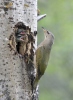 Žluna šedá (Picus canus)