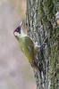 Žluna zelená (Picus viridis)