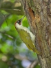 Žluna zelená (Picus viridis)