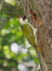 Žluna zelená (Picus viridis)