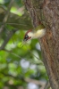 Žluna zelená (Picus viridis)