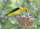 Žluva hajní (Oriolus oriolus)