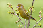 Zvonek zelený (Carduelis chloris)