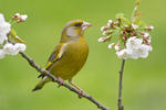 Zvonek zelený (Carduelis chloris)