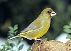 Zvonek zelený (Carduelis chloris)