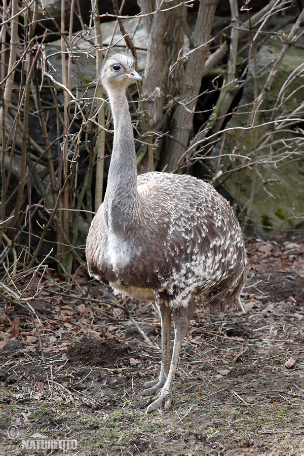 Nandu menší (Pterocnemia pennata)