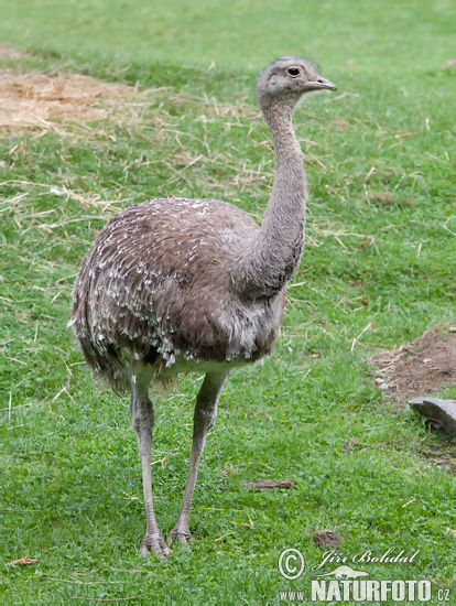 Nandu menší (Pterocnemia pennata)