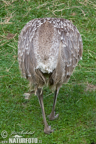 Nandu menší (Pterocnemia pennata)