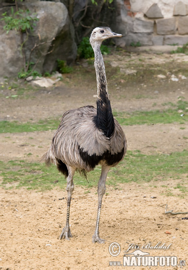 Nandu pampový (Rhea americana)