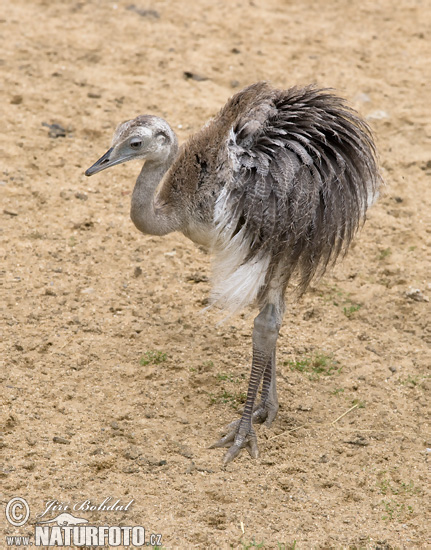 Nandu pampový (Rhea americana)