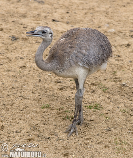 Nandu pampový (Rhea americana)