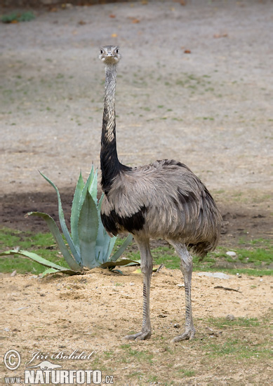 Nandu pampový (Rhea americana)