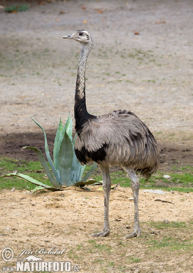 Nandu pampový (Rhea americana)