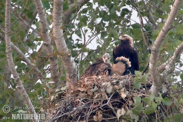 Orel královský (Aquila heliaca)