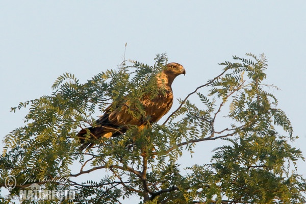 Orel královský (Aquila heliaca)