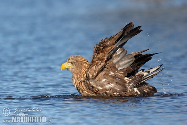 Orel mořský (Haliaeetus albicilla)