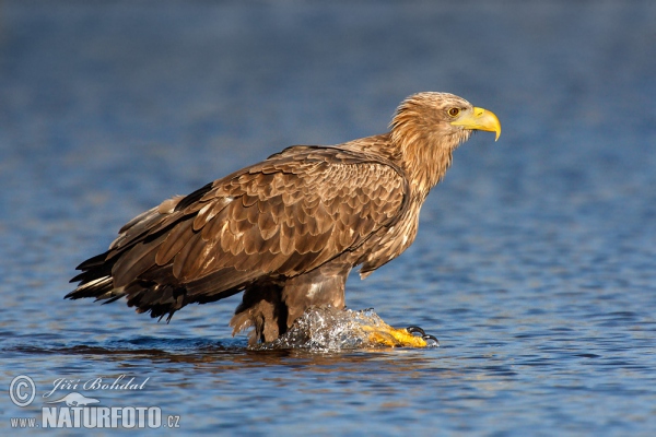 Orel mořský (Haliaeetus albicilla)