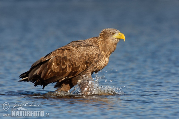 Orel mořský (Haliaeetus albicilla)