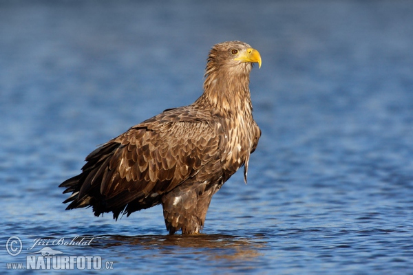 Orel mořský (Haliaeetus albicilla)