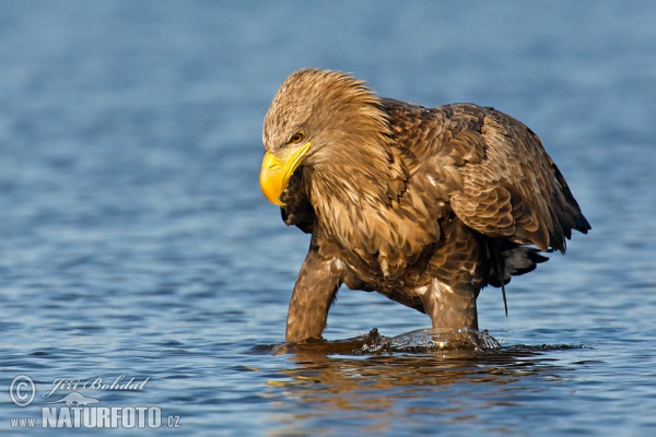 Orel mořský (Haliaeetus albicilla)