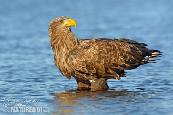 Orel mořský (Haliaeetus albicilla)