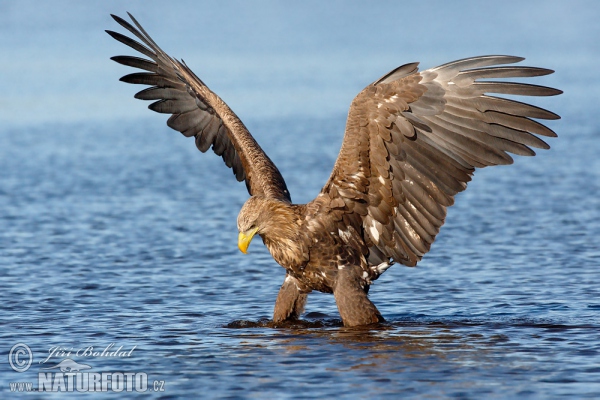 Orel mořský (Haliaeetus albicilla)