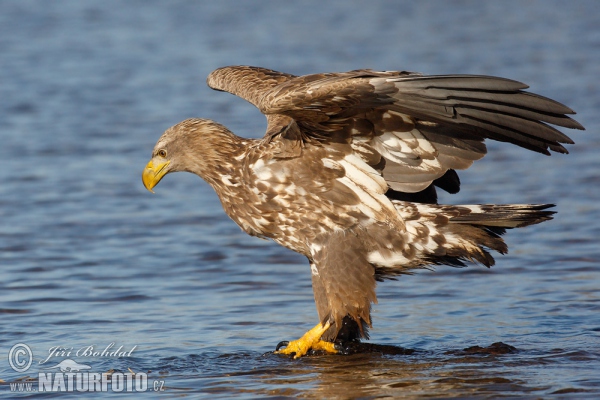 Orel mořský (Haliaeetus albicilla)