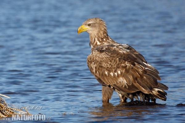 Orel mořský (Haliaeetus albicilla)