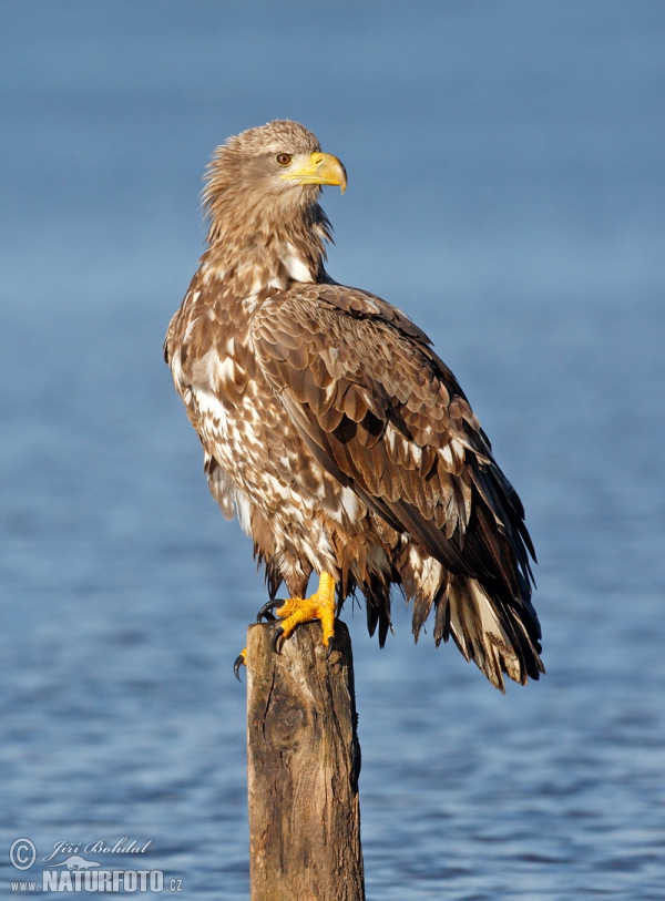 Orel mořský (Haliaeetus albicilla)